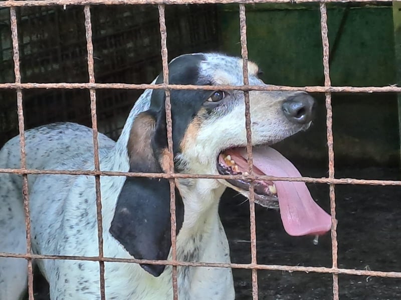 Red - lebensfroh trotz Zwinger,  Red wartet auf sein erstes richtiges Zuhause