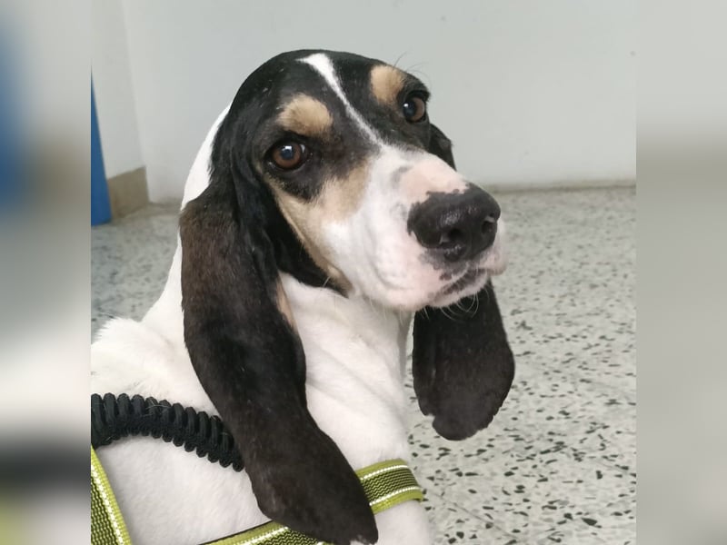 Amelie - liebevolle, menschenbezogene Hündin