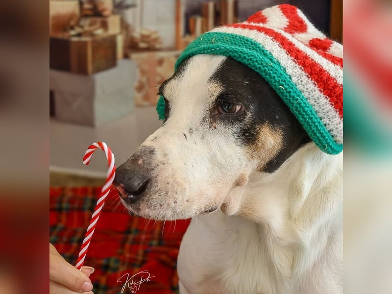 Peter - bewirbt sich als Gesangspartner! Entspannt und immer fröhlich wartet auf deinen? Anruf!