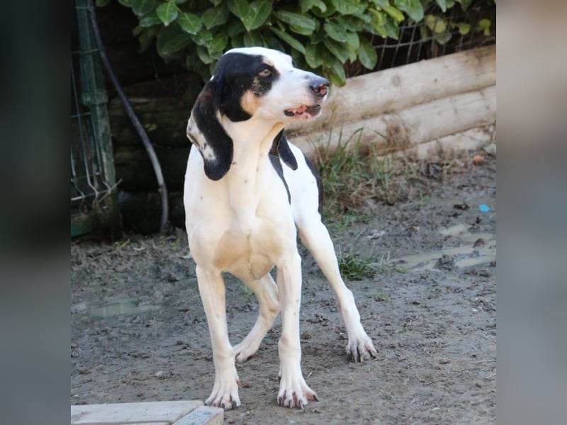 Peter - ein Lächeln auf vier Beinen! Jetzt fehlt nur noch ein Zuhause
