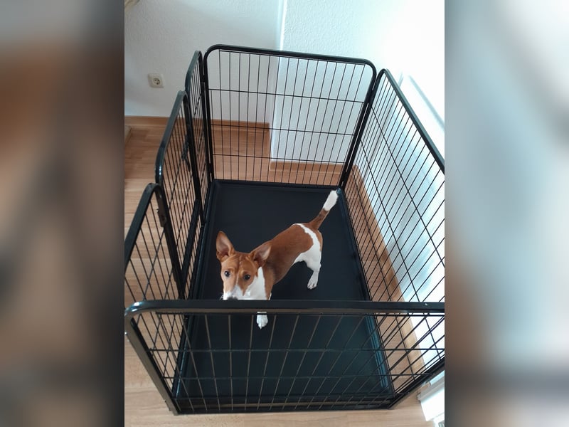 Auslaufgitter für kleine Hunde