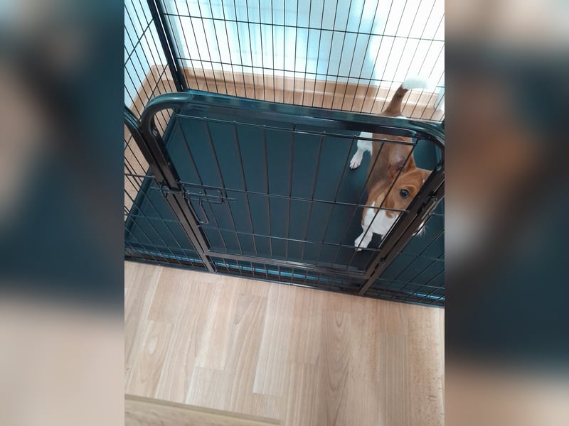 Auslaufgitter für kleine Hunde