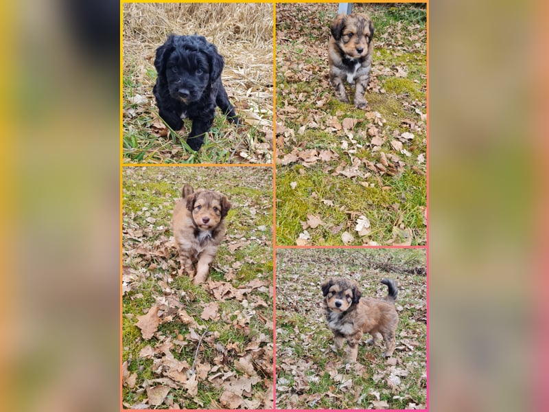 WURFANKÜNDIGUNG AUSSIEDOODLE SEP.-OKT.2025