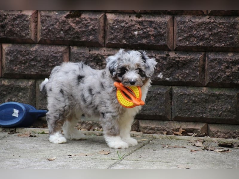 Aussiedoodle - Australian Shepherd/Kleinpudel - ab Anfang 2026 -