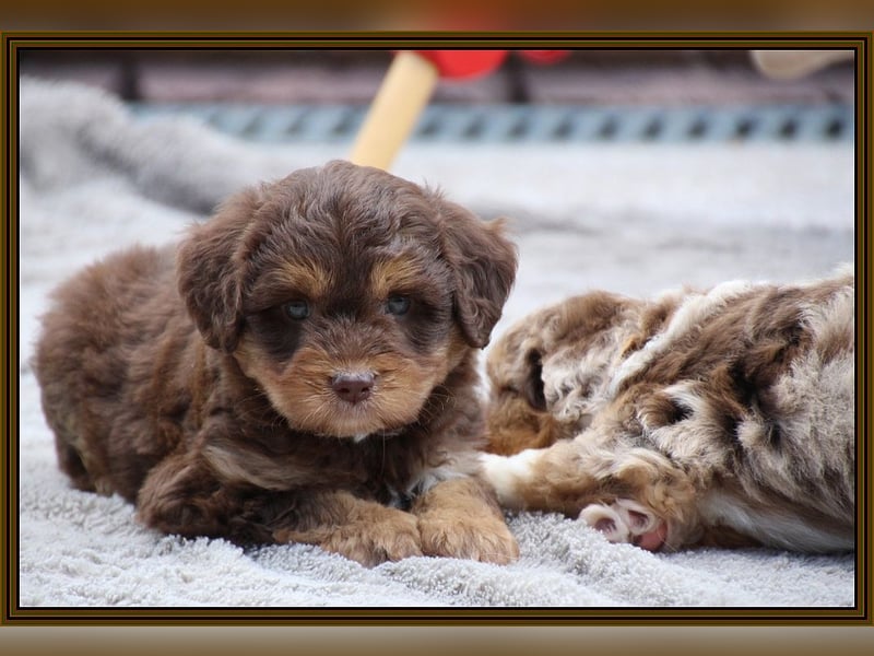 Aussiedoodle - Australian Shepherd/Kleinpudel - ab Anfang 2026 -