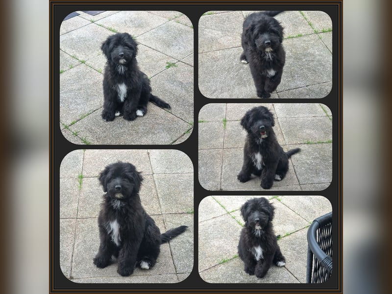 Aussiedoodle - Australian Shepherd/Kleinpudel - ab Anfang 2026 -