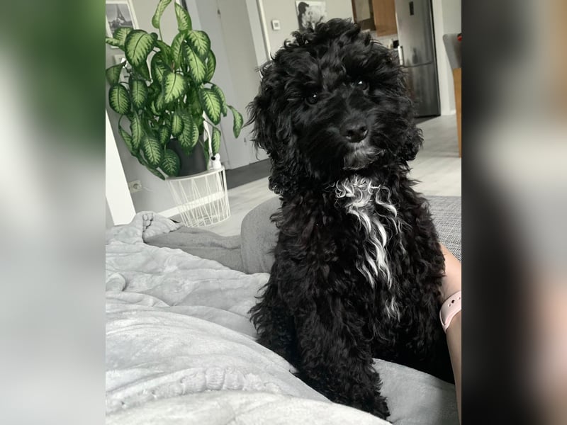 Aussiedoodle - Australian Shepherd/Kleinpudel - ab Anfang 2026 -