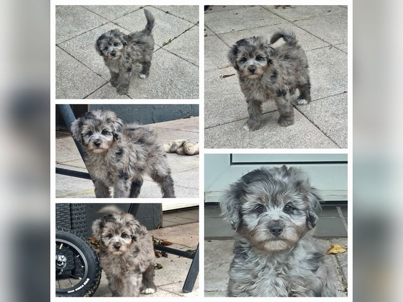 Aussiedoodle Traum ! Bezaubernde Welpen in tollen Farben aus erfahrener+überprüfter Familienaufzucht