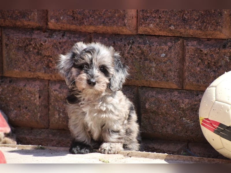 Aussiedoodle Traum ! Bezaubernde Welpen in tollen Farben aus erfahrener+überprüfter Familienaufzucht