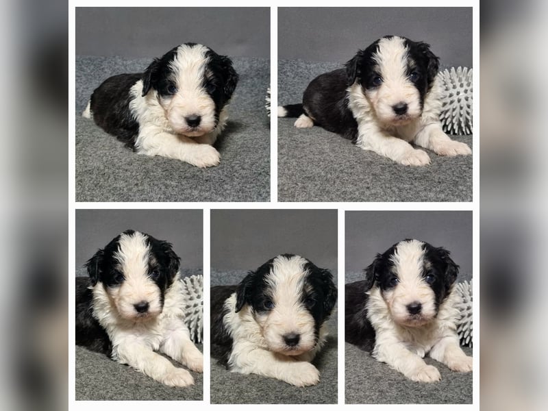 Aussiedoodle Traum ! Bezaubernde Welpen in tollen Farben aus erfahrener+überprüfter Familienaufzucht