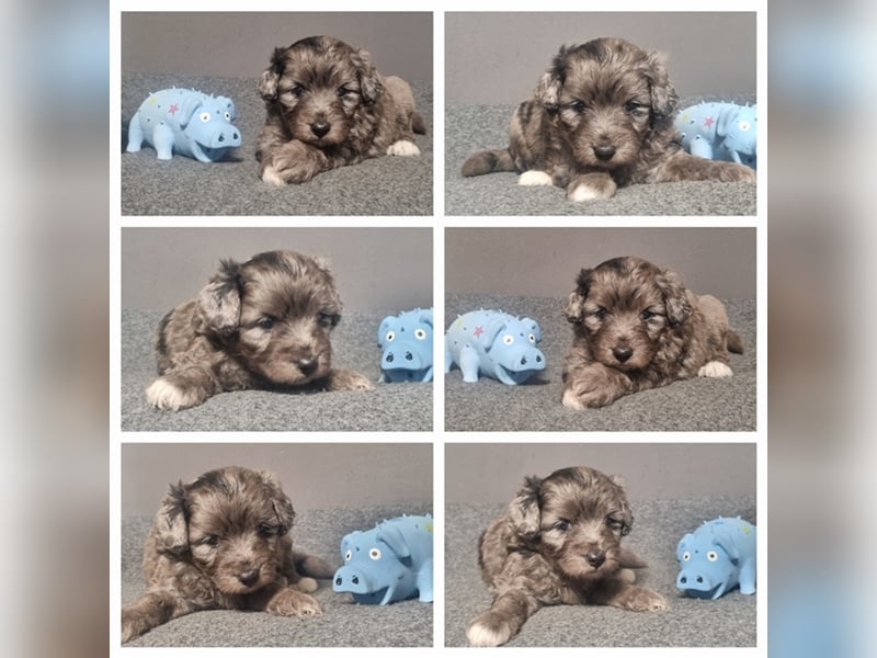 Aussiedoodle Traum ! Bezaubernde Welpen in tollen Farben aus erfahrener+überprüfter Familienaufzucht