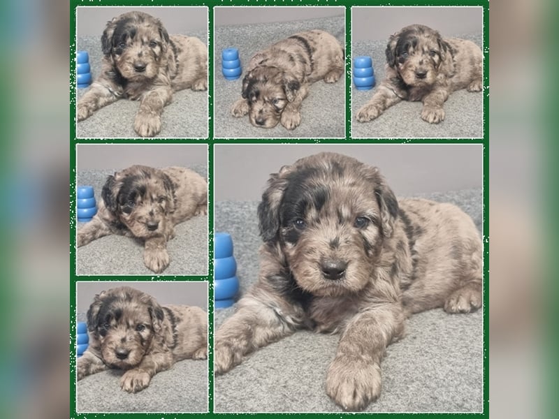 Aussiedoodle Traum ! Bezaubernde Welpen in tollen Farben aus erfahrener+überprüfter Familienaufzucht