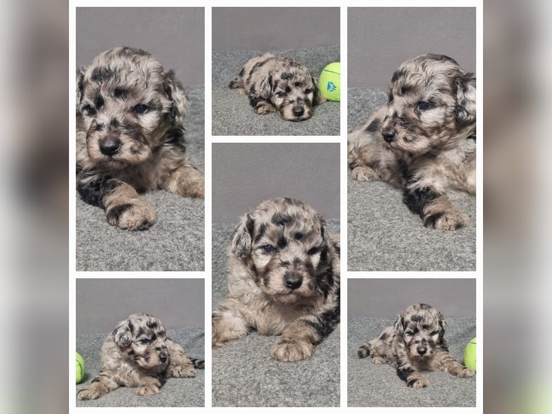 Aussiedoodle Traum ! Bezaubernde Welpen in tollen Farben aus erfahrener+überprüfter Familienaufzucht