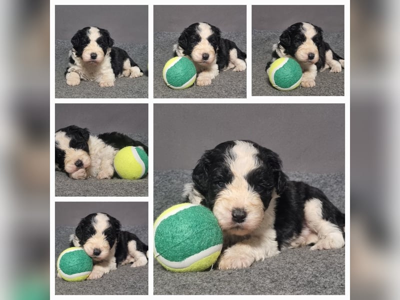 Aussiedoodle Traum ! Bezaubernde Welpen in tollen Farben aus erfahrener+überprüfter Familienaufzucht