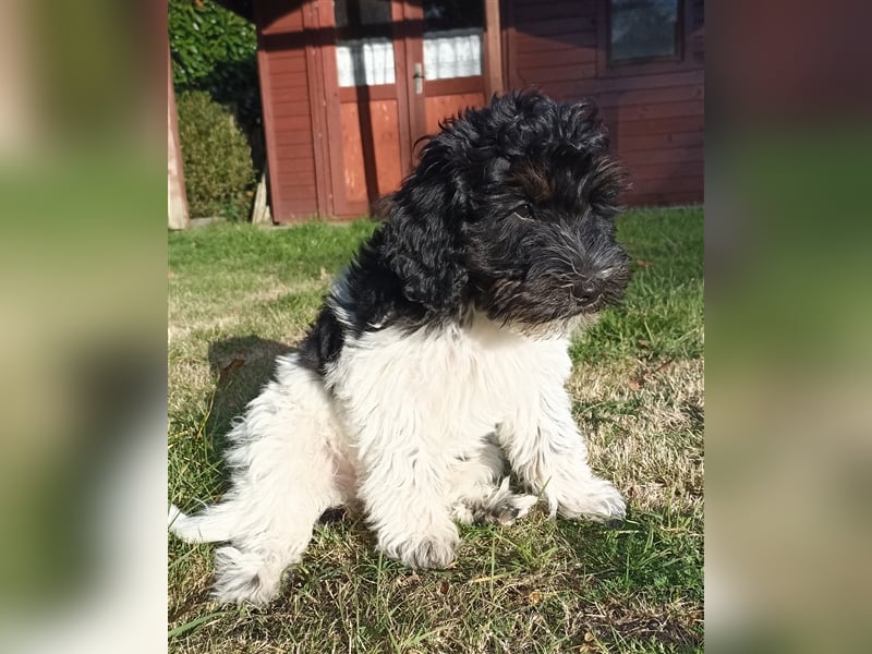 Aussiedoodle F1b mini