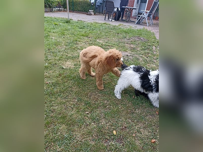 Aussiedoodle F1b mini