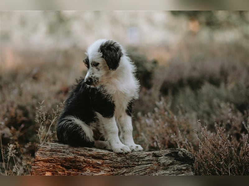 Aussie-doodle Welpen