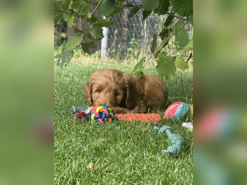 Aussiedoodle / Aussiepoo  F1b