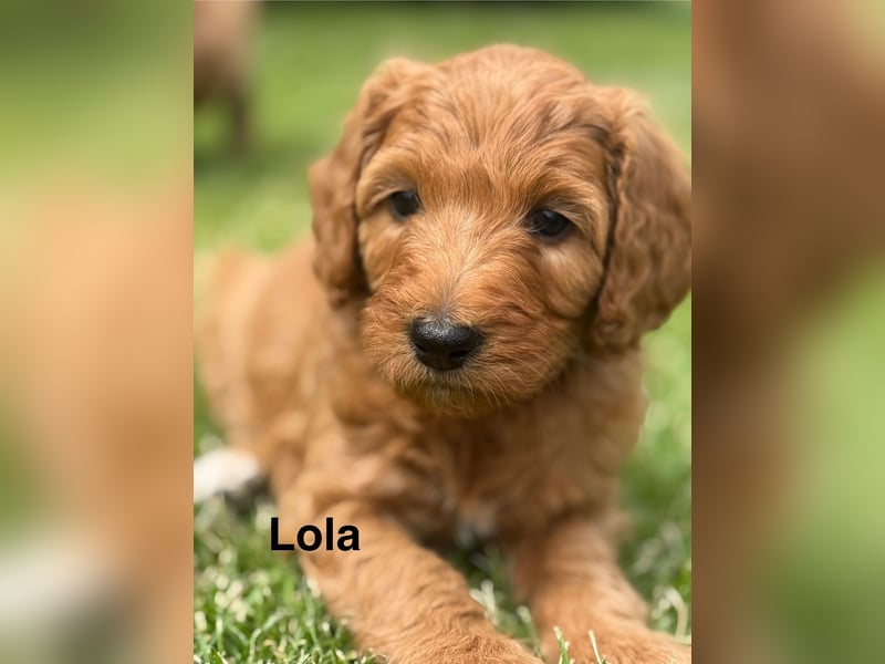 Aussiedoodle / Aussiepoo  F1b