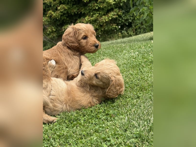 Aussiedoodle / Aussiepoo  F1b
