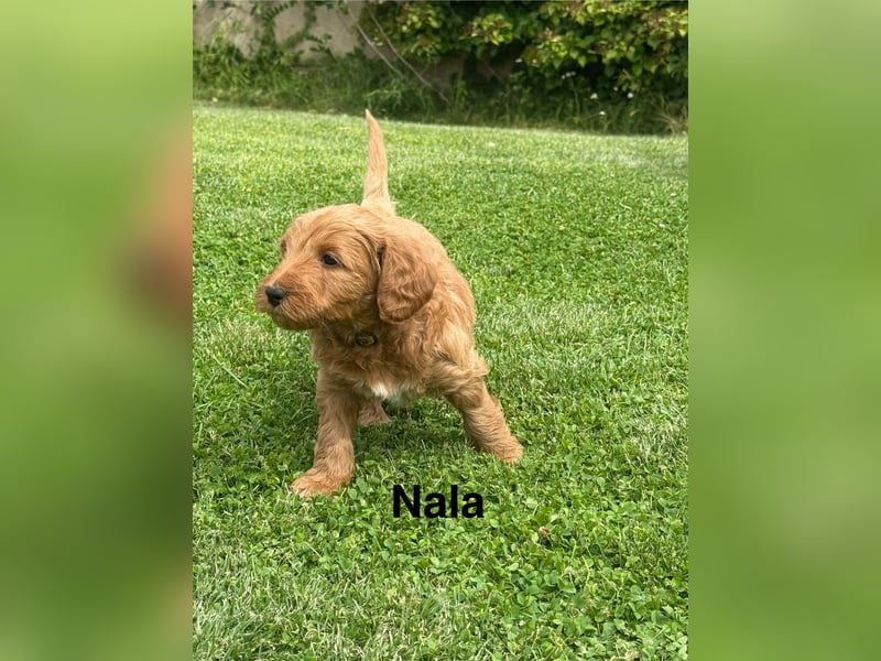 Aussiedoodle / Aussiepoo  F1b