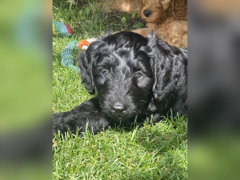 Aussiedoodle / Aussiepoo  F1b
