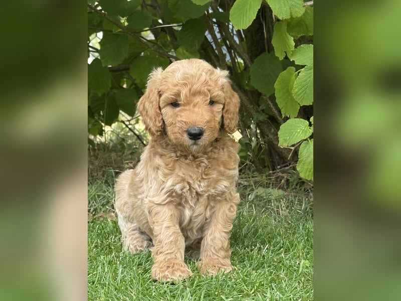 Aussiedoodle / Aussiepoo  F1b