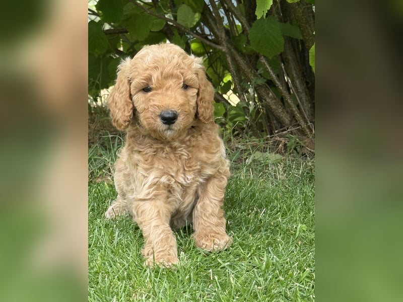 Aussiedoodle / Aussiepoo  F1b