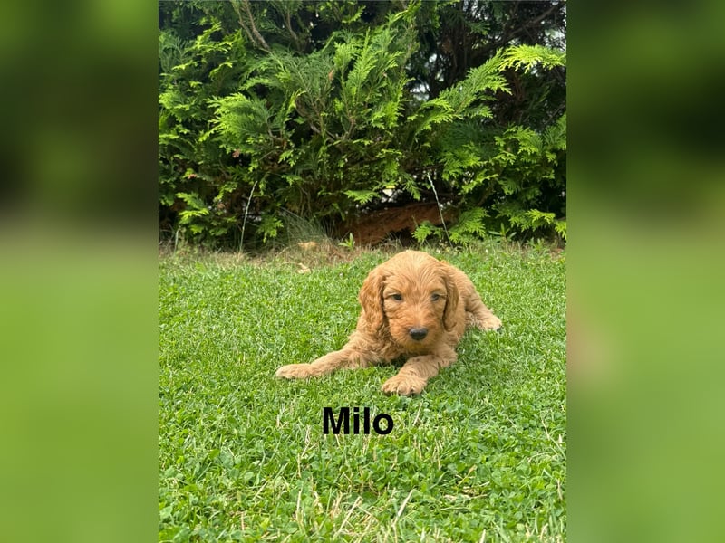 Aussiedoodle / Aussiepoo  F1b