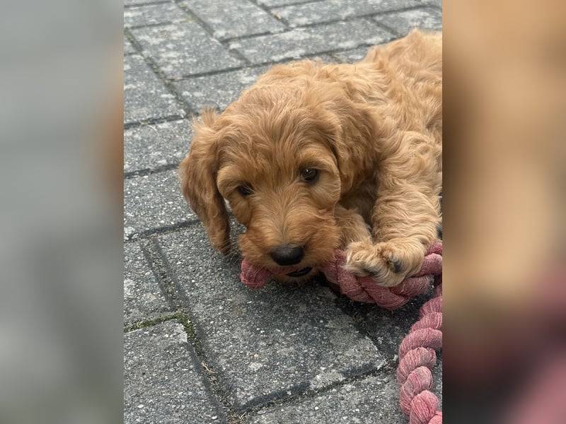 Aussiedoodle / Aussiepoo  F1b