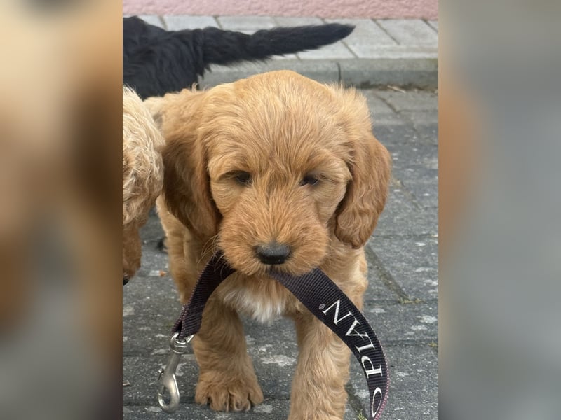 Aussiedoodle / Aussiepoo  F1b