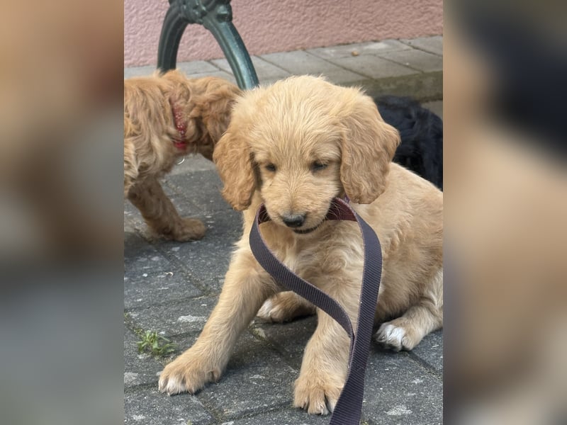 Aussiedoodle / Aussiepoo  F1b