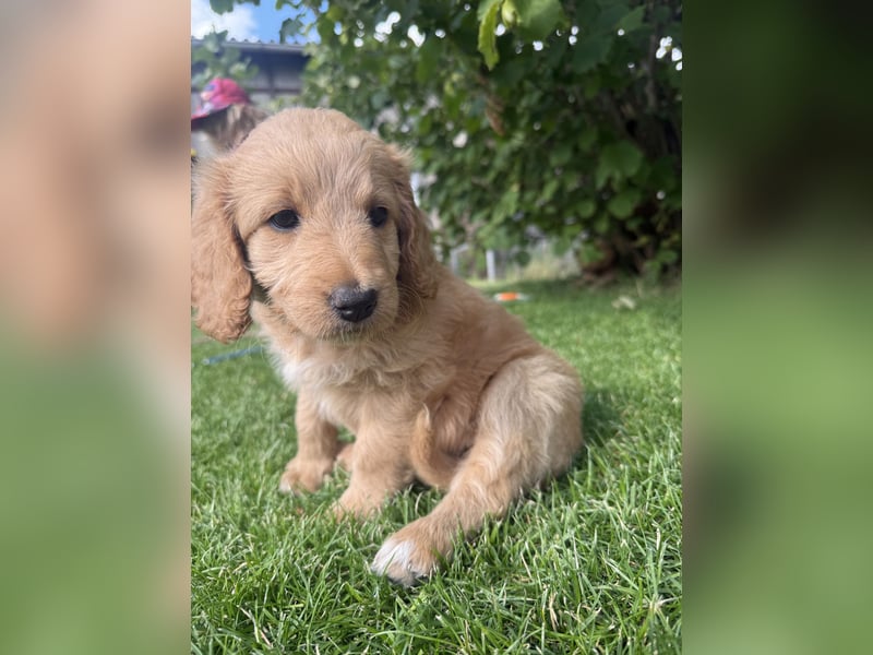 Aussiedoodle / Aussiepoo  F1b
