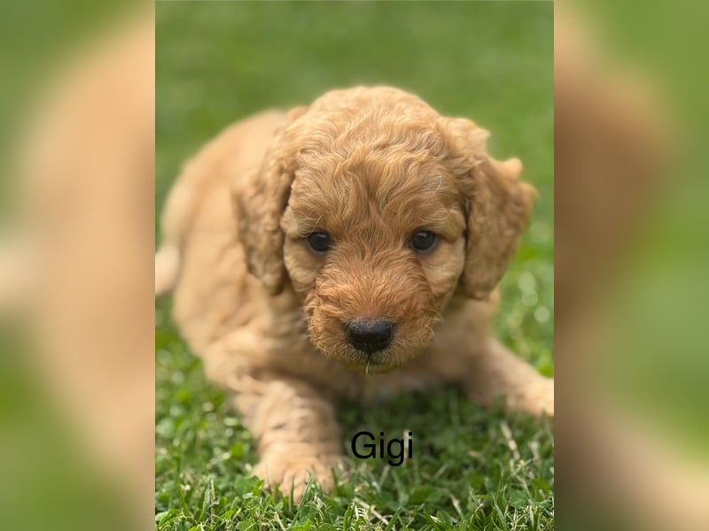 Aussiedoodle / Aussiepoo  F1b