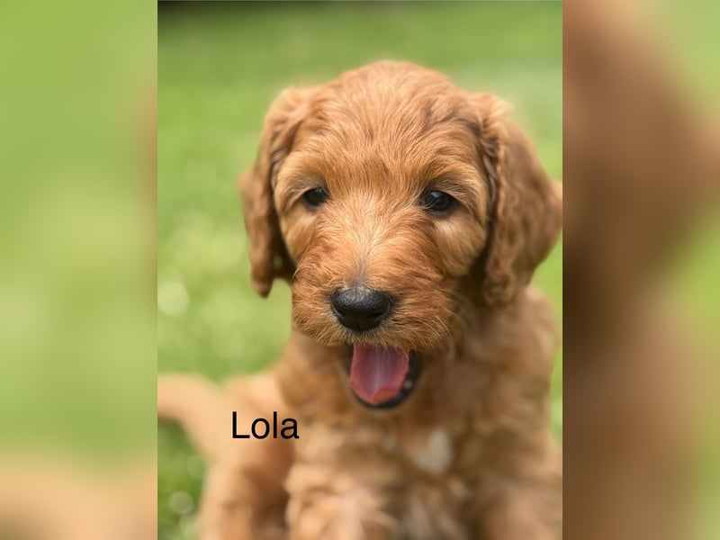 Aussiedoodle / Aussiepoo  F1b
