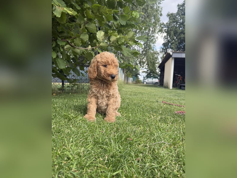 Aussiedoodle / Aussiepoo  F1b
