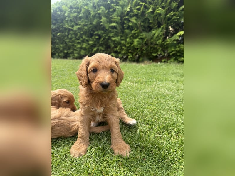 Aussiedoodle / Aussiepoo  F1b