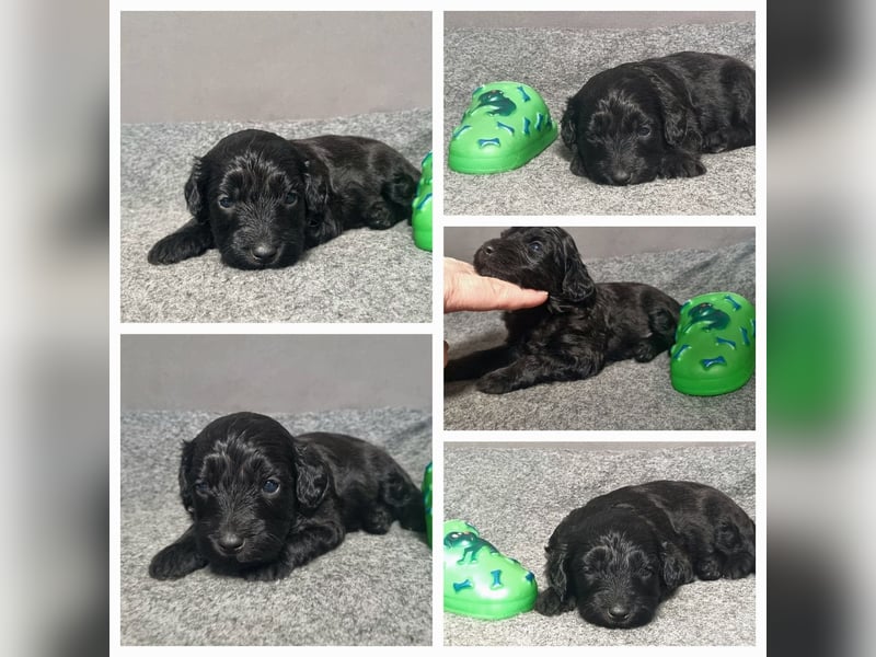 Australiandoodle - Traumwelpen aus langjähriger Familienaufzucht. KEINE Arbeitslinie.