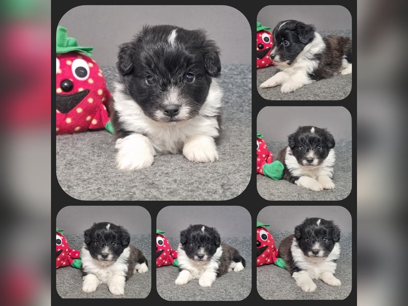 Aussiedoodle Medium und Minidoodle - Traumwelpen in tollen Farben aus langjähriger Familienaufzucht.