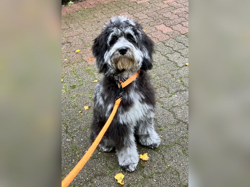 Australiandoodle - Traumwelpen aus langjähriger Familienaufzucht. KEINE Arbeitslinie.
