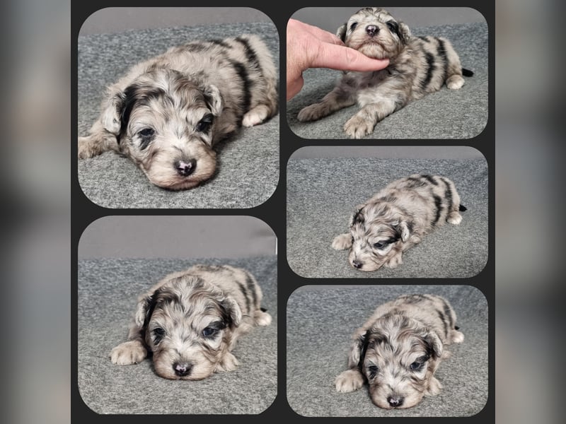 Aussiedoodle Medium und Minidoodle - Traumwelpen in tollen Farben aus langjähriger Familienaufzucht.
