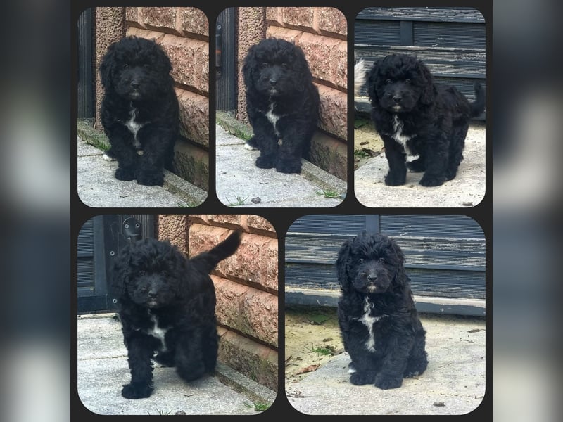 Aussiedoodle Medium und Minidoodle - Traumwelpen in tollen Farben aus langjähriger Familienaufzucht.