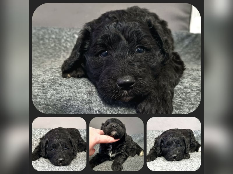 Australiandoodle - Traumwelpen aus langjähriger Familienaufzucht. KEINE Arbeitslinie.