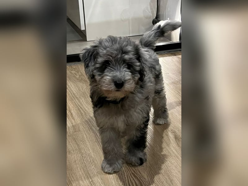 Aussiedoodle Medium und Minidoodle - Traumwelpen in tollen Farben aus langjähriger Familienaufzucht.