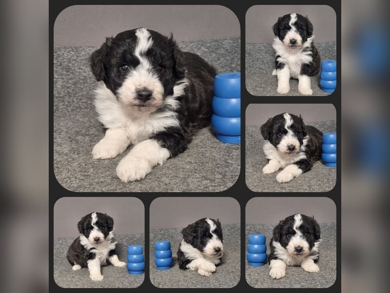 Aussiedoodle Medium und Minidoodle - Traumwelpen in tollen Farben aus langjähriger Familienaufzucht.