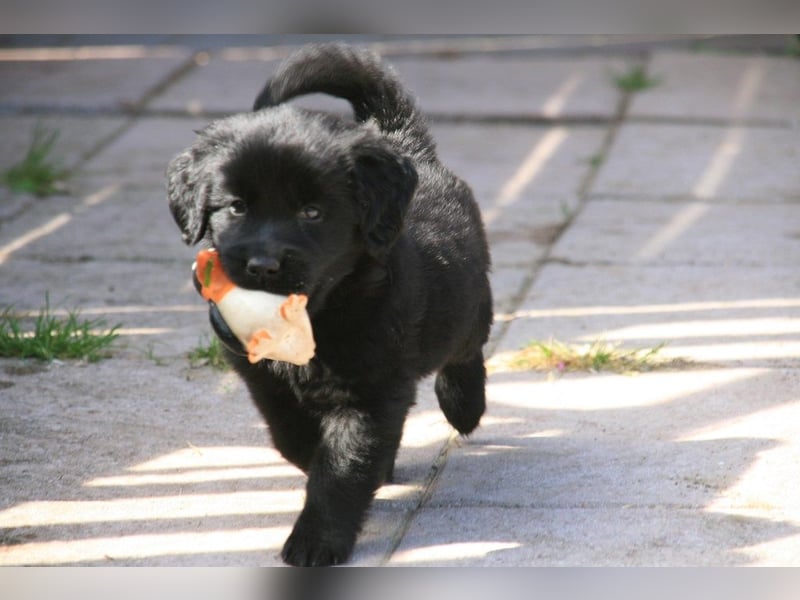Aussiedoodle Medium und Minidoodle - Traumwelpen in tollen Farben aus langjähriger Familienaufzucht.