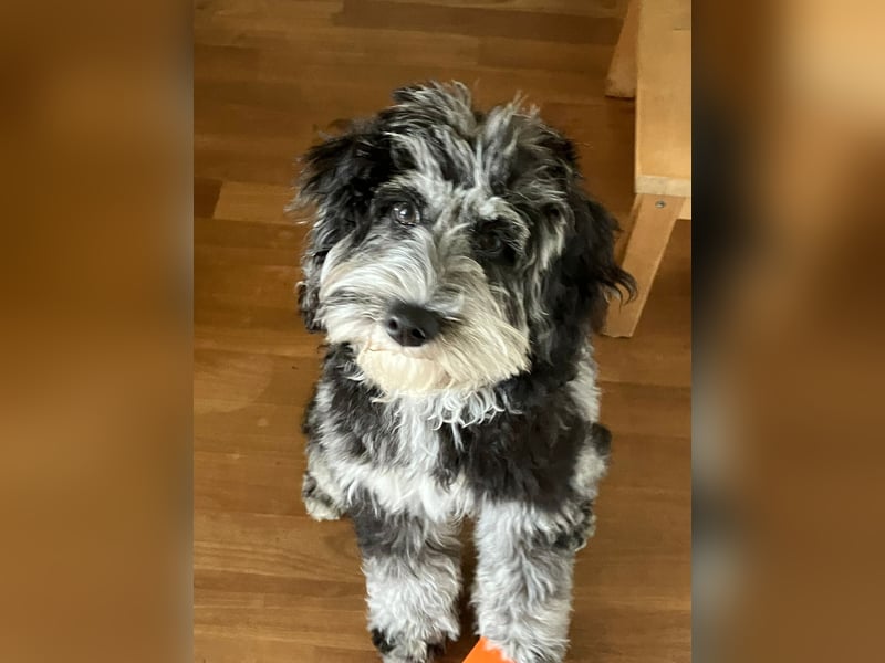 Australiandoodle - Traumwelpen aus langjähriger Familienaufzucht. KEINE Arbeitslinie.