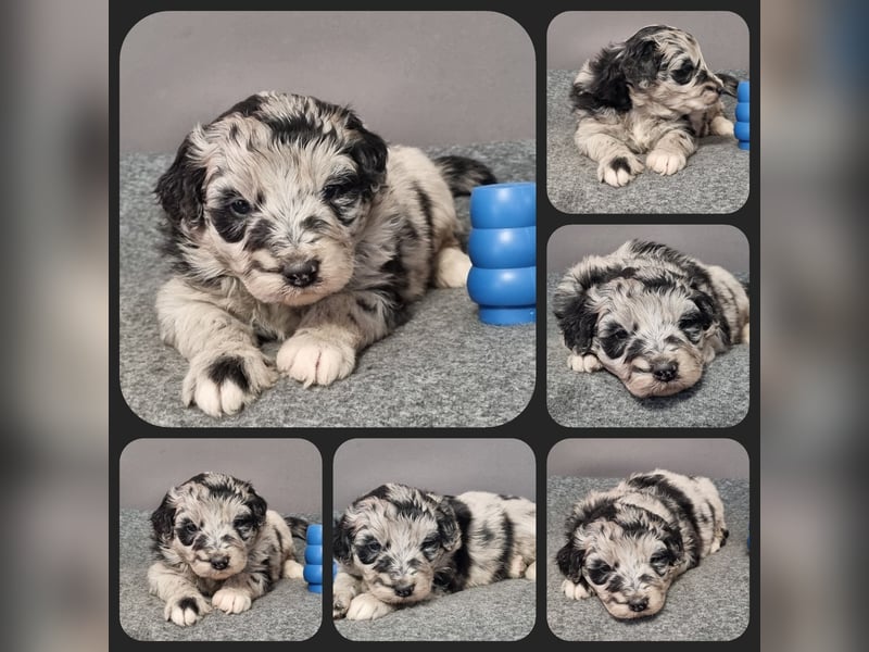 Aussiedoodle Medium und Minidoodle - Traumwelpen in tollen Farben aus langjähriger Familienaufzucht.