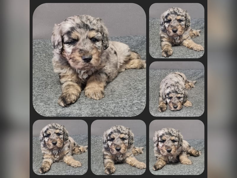 Australiandoodle - Traumwelpen aus langjähriger Familienaufzucht. KEINE Arbeitslinie.