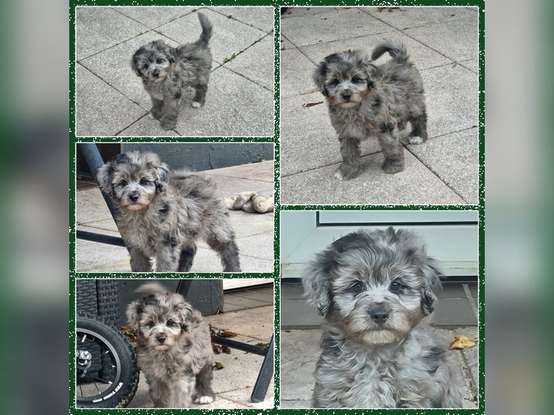 Aussiedoodle Medium und Minidoodle - Traumwelpen in tollen Farben aus langjähriger Familienaufzucht.